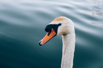 Free Photo of white, duck, swan