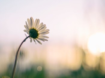 Free Photo of white, flower, bloom