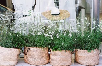Free Photo of white, flower, green