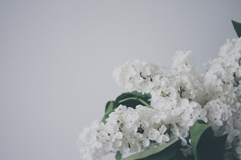 Free Photo of white, flowers, decor