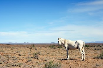 Free Photo of white, horse, animal
