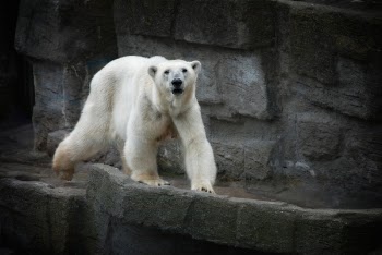 Free Photo of white, polar, bear