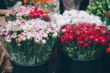 Free Photo of white, red, roses