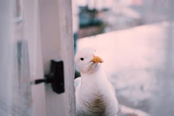Free Photo of white, seagull, bird