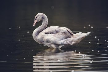 Free Photo of white, swan, pond