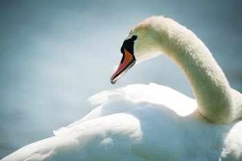Free Photo of white, swan, swimming