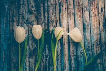 Free Photo of white, tulip, flower