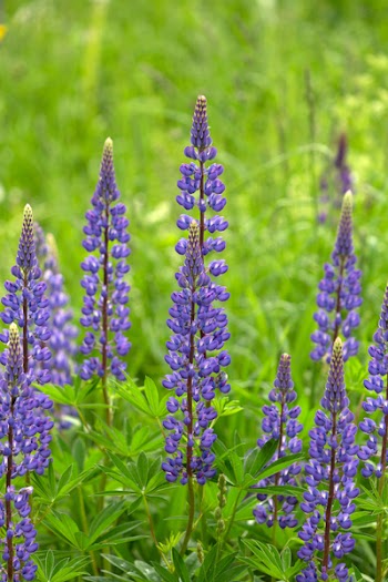 Free Photo of wild, lupine, flowers