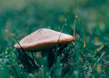 Free Photo of wild, mushrooms, green