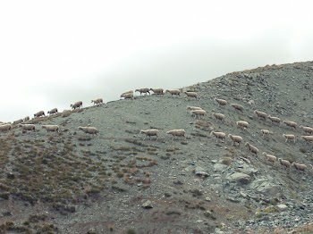 Free Photo of wild, sheep, animals