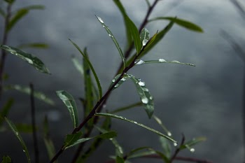 Free Photo of willow, dew, mist