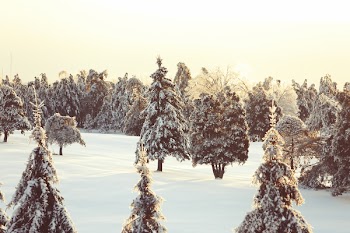 Free Photo of winter, snow, trees