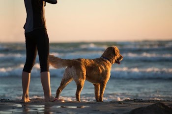 Free Photo of woman, dog, beach