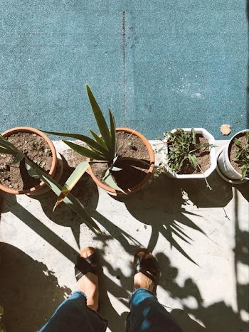 Free Photo of woman, feet, plant