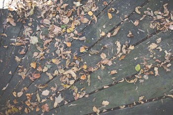 Free Photo of wood, deck, leaves