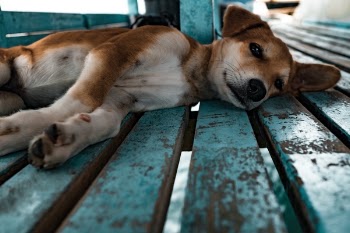Free Photo of wood, dog, puppy