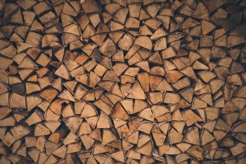 Free Photo of wood, forest, trees
