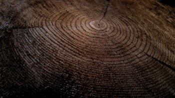 Free Photo of wood, logging, tree