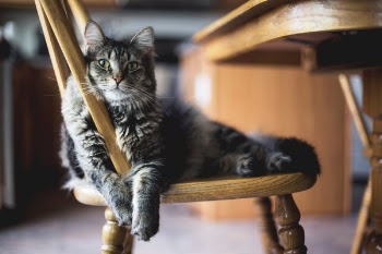 Free Photo of wooden, table, chair