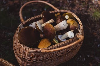 Free Photo of woven, basket, mushrooms