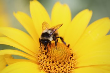 Free Photo of yellow, bumble bee, wasp