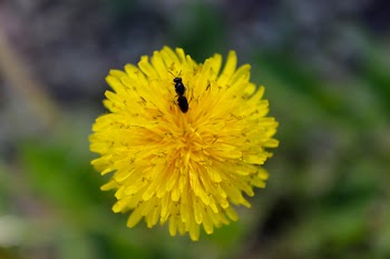 Free Photo of yellow, flower, dandelion