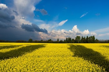 Free Photo of yellow, flowers, farm