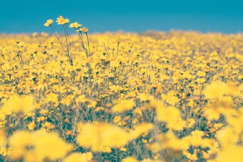 Free Photo of yellow, flowers, farm