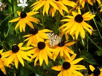 Free Photo of yellow, flowers, garden