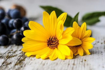 Free Photo of yellow, flowers, rustic