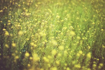 Free Photo of yellow, green, flowers