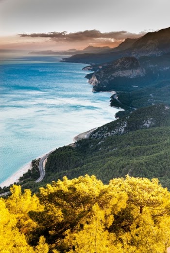 Free Photo of yellow, plant, trees
