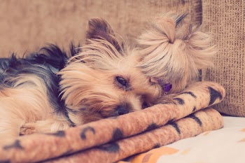 Free Photo of Yorkie, Yorkshire Terrier, dog