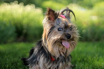 Free Photo of yorkshire terrier, dog, puppy