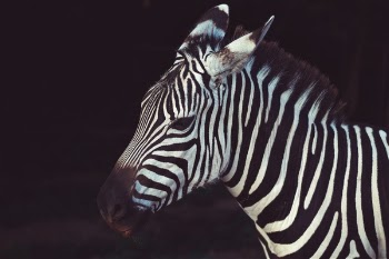 Free Photo of zebra, stripes, black