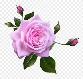 Free Photo Perfume Flower Plant Rose Garden Pink Max - Rose