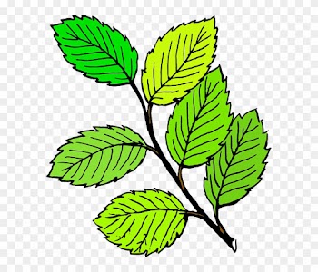 Free Pictures Leaf - Leaf Black And White