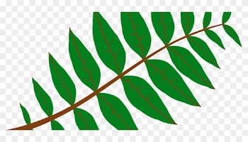 Free Pinnate Leaf Free Beijing Fall Caochangdi Leaf - Leaf Clip Art
