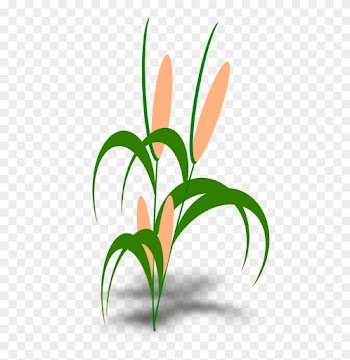 Free Plant - Snail Food Chain