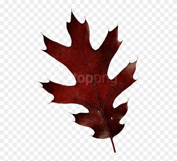 Free Png Download Autumn Leaves Clipart Png Photo Png - Oak Leaf Transparent Png