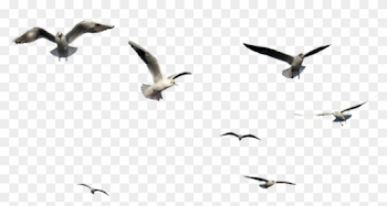 Free Png Download Flying Bird Bird Png Images Background ...