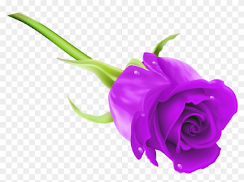 Free Png Download Purple Rose Png Images Background - Rose Hd ...