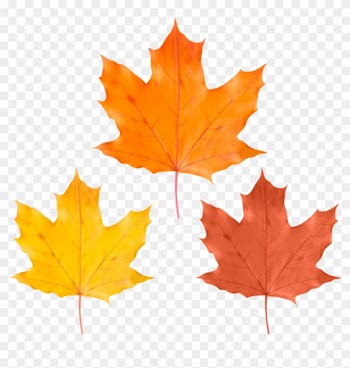 Free Png Download Set Fall Leaves Clipart Png Photo - Maple Leaf