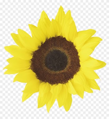Free Png Sunflower Png Images Transparent - Sunflower Wedding Clip Art Free