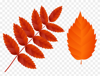 Free Png Two Dark Orange Fall Leaves Png Images Transparent ...