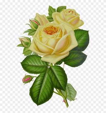 Free Png White Roses Png Images Transparent - Gif Roses And Butterfly