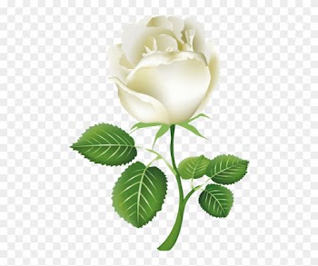 Free Png White Roses Png Images Transparent - White Rose Png