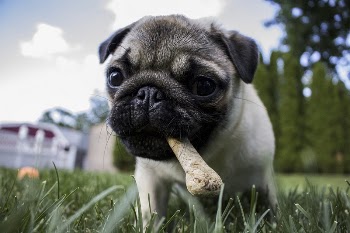 Free pug dog image, public | Free Photo - rawpixel