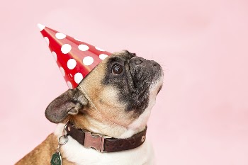 Free pug dog with party | Free Photo - rawpixel
