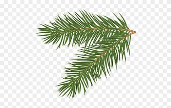 Free Realistic Pine Tree Branch Vector 1118 - Pine Tree Branch